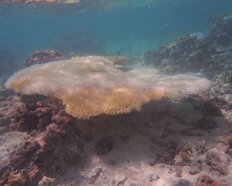 Coral bleaching events that occurred on the southern Great Barrier Reef, Photo Source: The University of Sydney