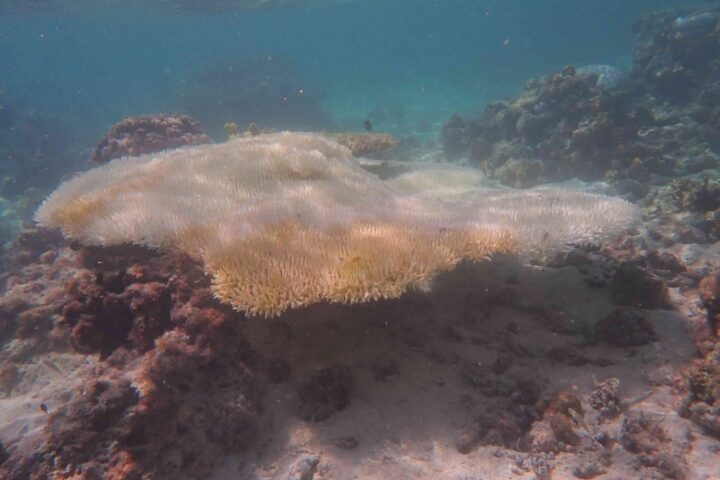 Coral bleaching events that occurred on the southern Great Barrier Reef, Photo Source: The University of Sydney