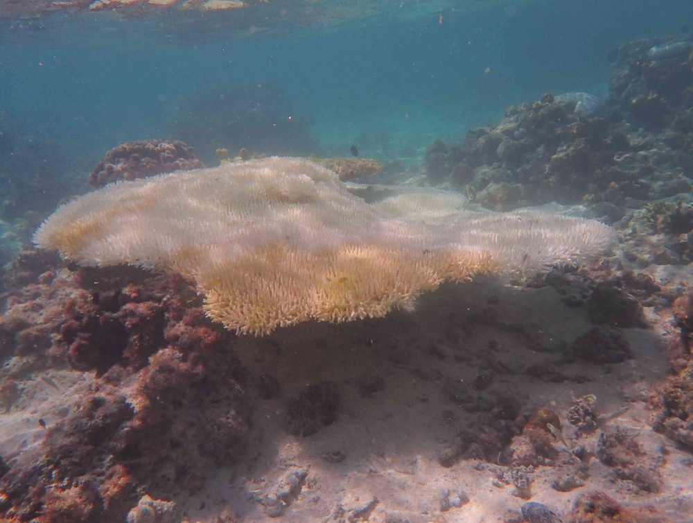 Coral bleaching events that occurred on the southern Great Barrier Reef, Photo Source: The University of Sydney