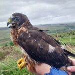 Falcon being held by a person. Photo Source - Jenny Shelton (RSPB)