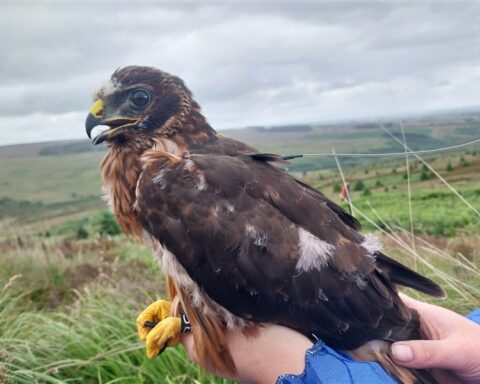 Falcon being held by a person. Photo Source - Jenny Shelton (RSPB)