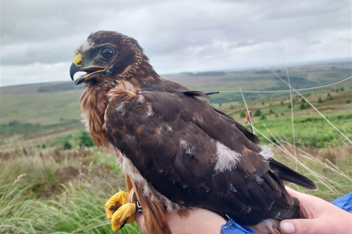 Falcon being held by a person. Photo Source - Jenny Shelton (RSPB)