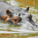 Representative Image: Hippo. Photo Source: Enzo Renz (Pexels)