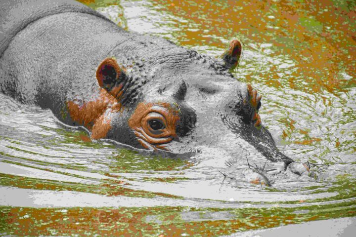 Representative Image: Hippo. Photo Source: Enzo Renz (Pexels)