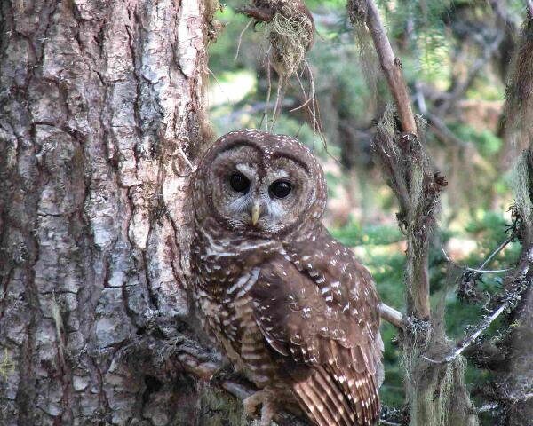 Representative Image: Northern Spotted owl. Photo Source: biological diversity