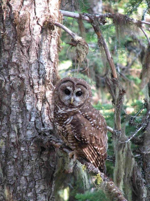 Representative Image: Northern Spotted owl. Photo Source: biological diversity