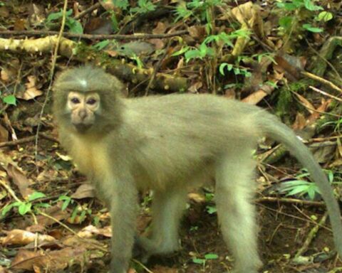 Represent image. A light brown monkey stands alert in a dense forest, surrounded by greenery and fallen leaves. Photo Source: Msutoday