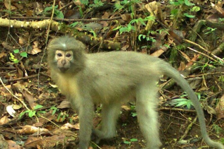 Represent image. A light brown monkey stands alert in a dense forest, surrounded by greenery and fallen leaves. Photo Source: Msutoday