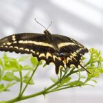 Schaus Swallowtail Butterfly Photo Source: U.S. Fish and Wildlife Service (CC BY 2.0)