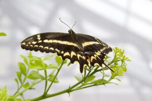 Schaus Swallowtail Butterfly Photo Source: U.S. Fish and Wildlife Service (CC BY 2.0)