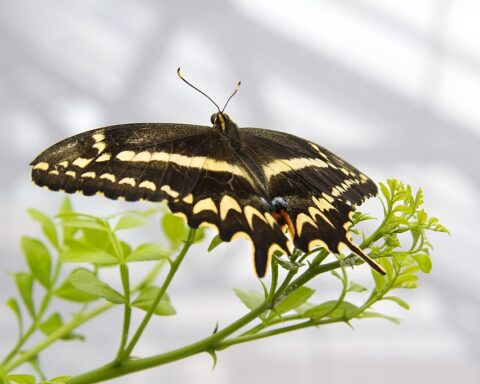 Schaus Swallowtail Butterfly Photo Source: U.S. Fish and Wildlife Service (CC BY 2.0)