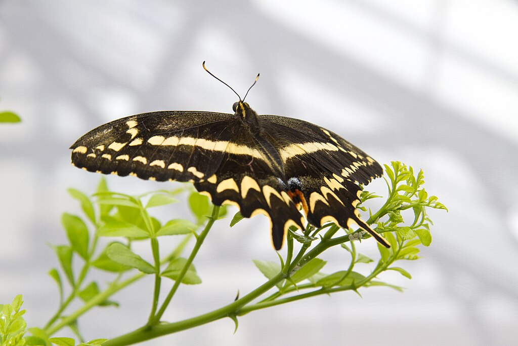 Schaus Swallowtail Butterfly Photo Source: U.S. Fish and Wildlife Service (CC BY 2.0)