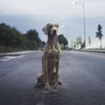 A dog sitting on the road