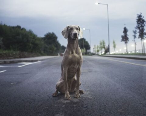 A dog sitting on the road