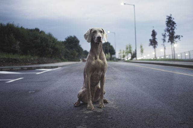 A dog sitting on the road