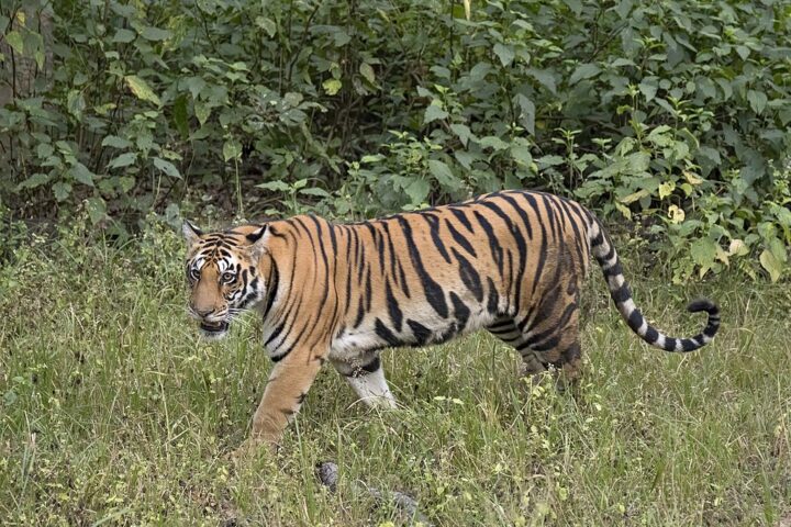 Representative Image. A tiger in its natural habitat. Photo Source - Charles J. Sharp (CC BY-SA 4.0)