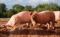 Representative Image: Pig farm Vampula Photo Source: Kallerna (CC BY-SA 4.0)