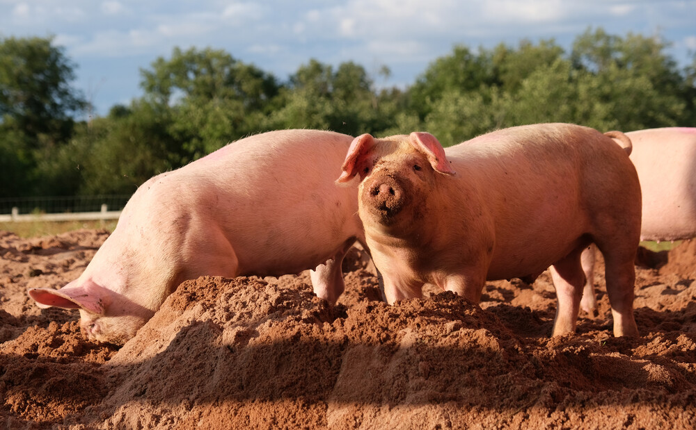 Representative Image: Pig farm Vampula Photo Source: Kallerna (CC BY-SA 4.0)