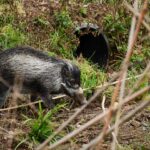 A wild boar forages in a forest. Photo Source: Jersry Zoo.