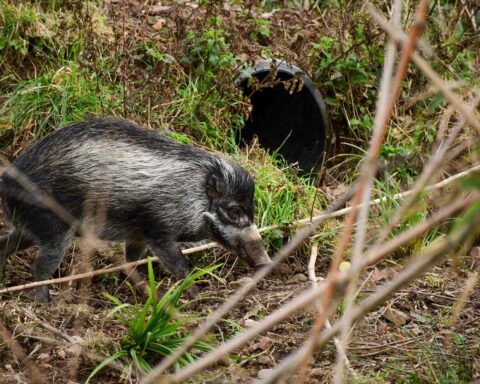 A wild boar forages in a forest. Photo Source: Jersry Zoo.