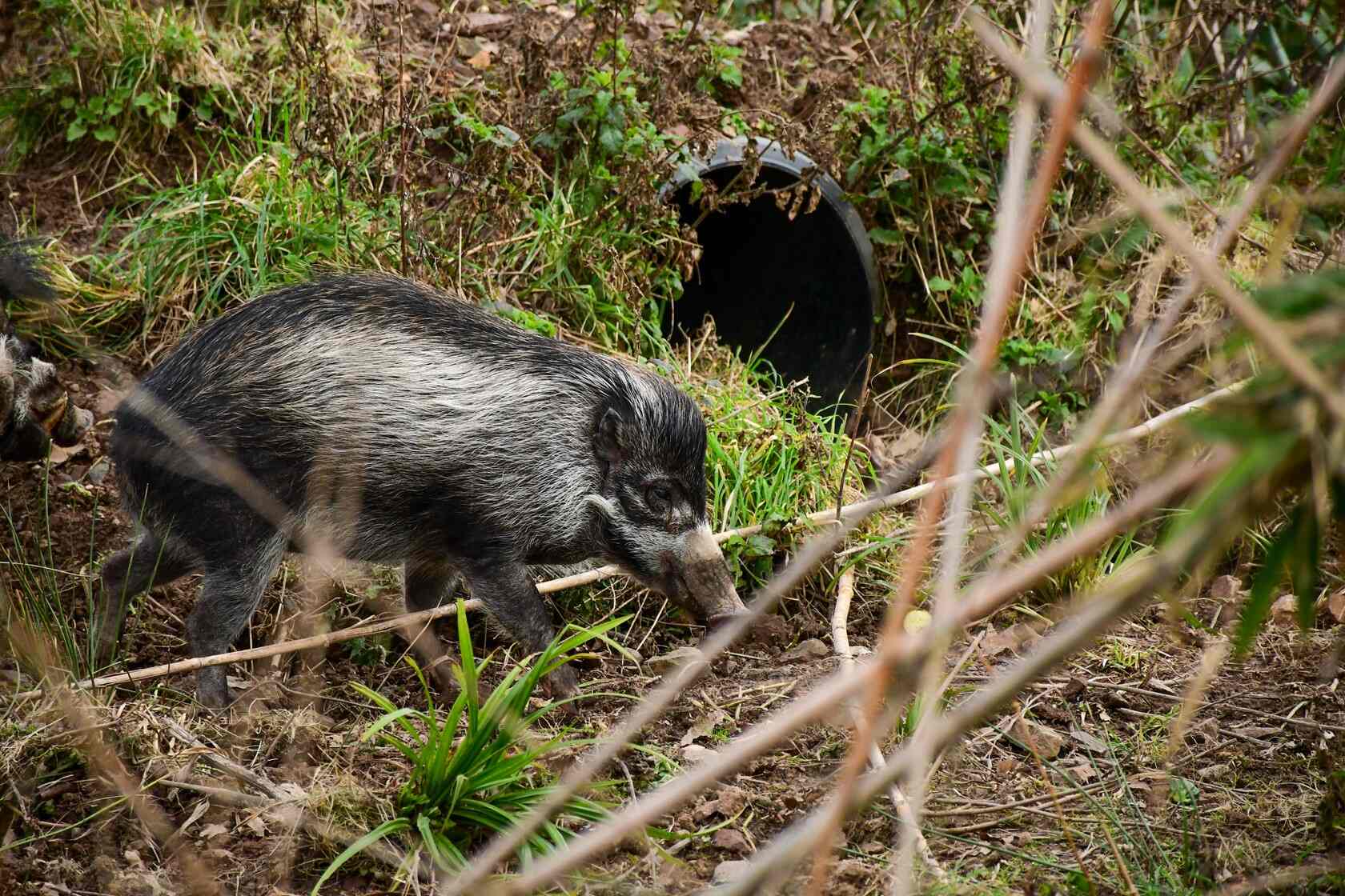 A wild boar forages in a forest. Photo Source: Jersry Zoo.