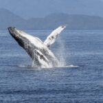 Representative Image. Whale breaching the surface of the water. Photo Source - ArtTower (Pixabay)