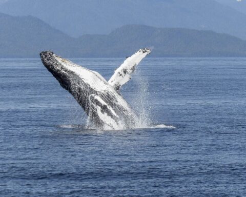 Representative Image. Whale breaching the surface of the water. Photo Source - ArtTower (Pixabay)