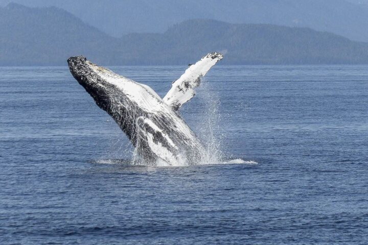 Representative Image. Whale breaching the surface of the water. Photo Source - ArtTower (Pixabay)