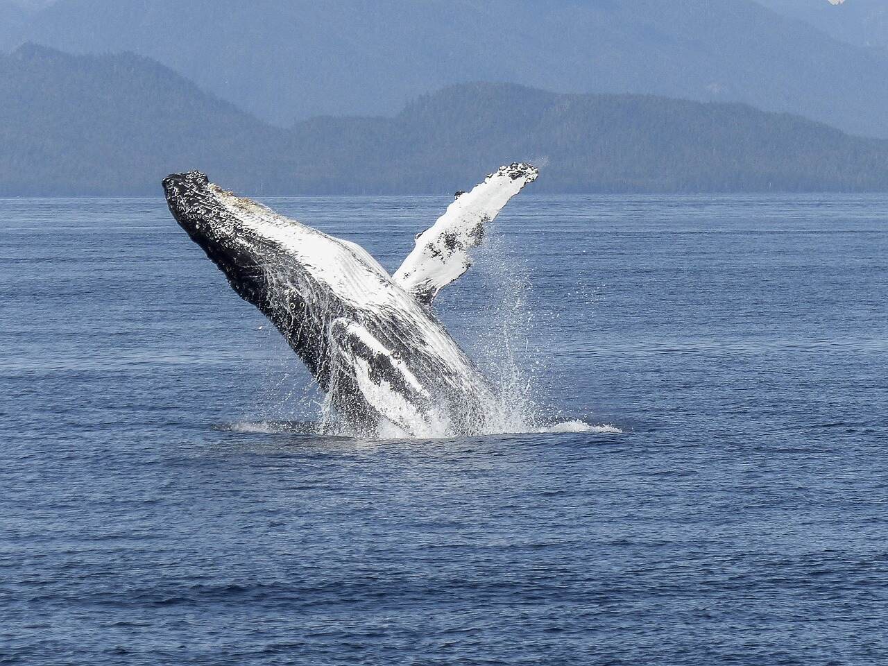 Representative Image. Whale breaching the surface of the water. Photo Source - ArtTower (Pixabay)