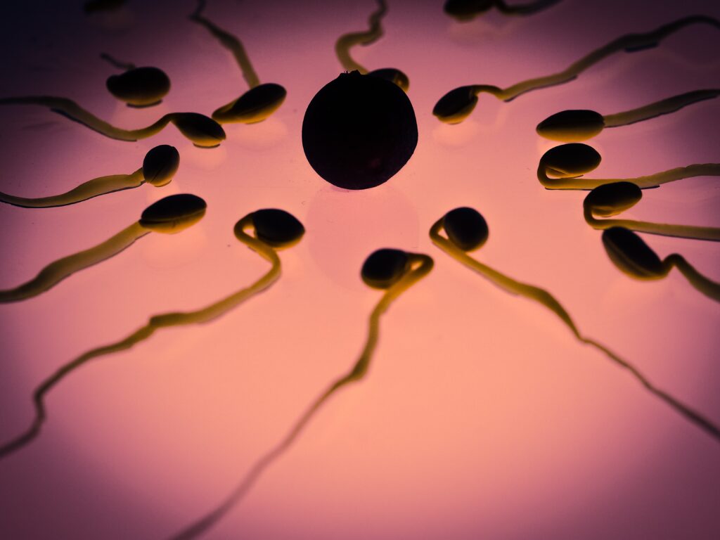 Representative Image: Eggs and Sperms. Photo Source: Rawpixel