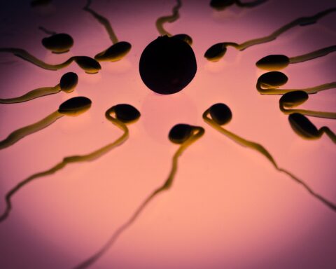 Representative Image: Eggs and Sperms. Photo Source: Rawpixel