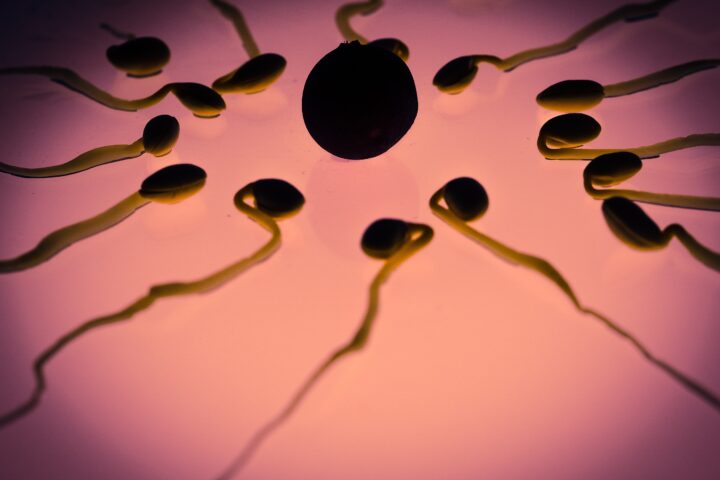 Representative Image: Eggs and Sperms. Photo Source: Rawpixel