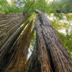 Representative image. Redwoods at Tall Trees Grove. Photo Source: Redwood National and State Parks (CC BY 2.0)