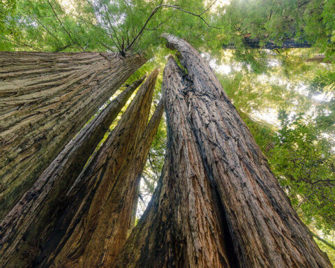 Representative image. Redwoods at Tall Trees Grove. Photo Source: Redwood National and State Parks (CC BY 2.0)