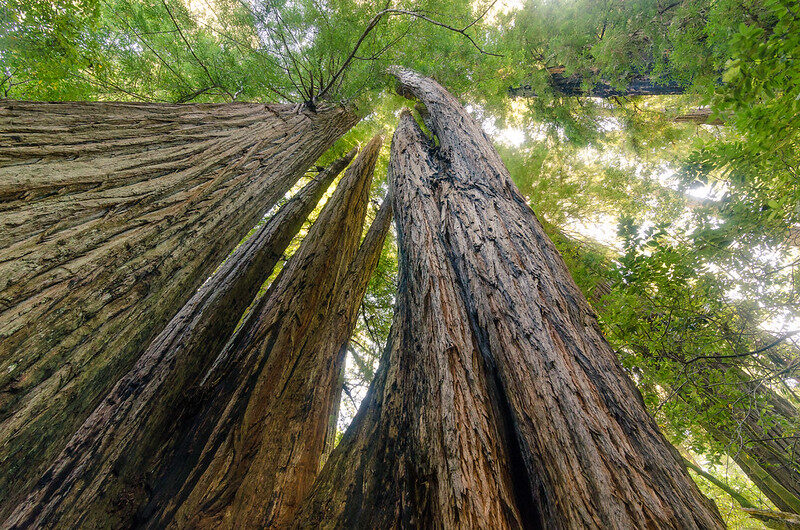 Representative image. Redwoods at Tall Trees Grove. Photo Source: Redwood National and State Parks (CC BY 2.0)