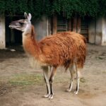 Representative image, Llama at Ueno Zoo . Photo Source: Kayo Scrocaro Hisatomi (CC BY-SA 3.0)