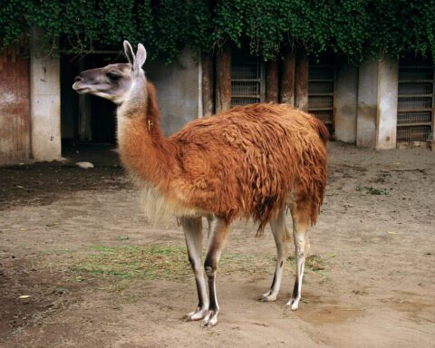 Representative image, Llama at Ueno Zoo . Photo Source: Kayo Scrocaro Hisatomi (CC BY-SA 3.0)