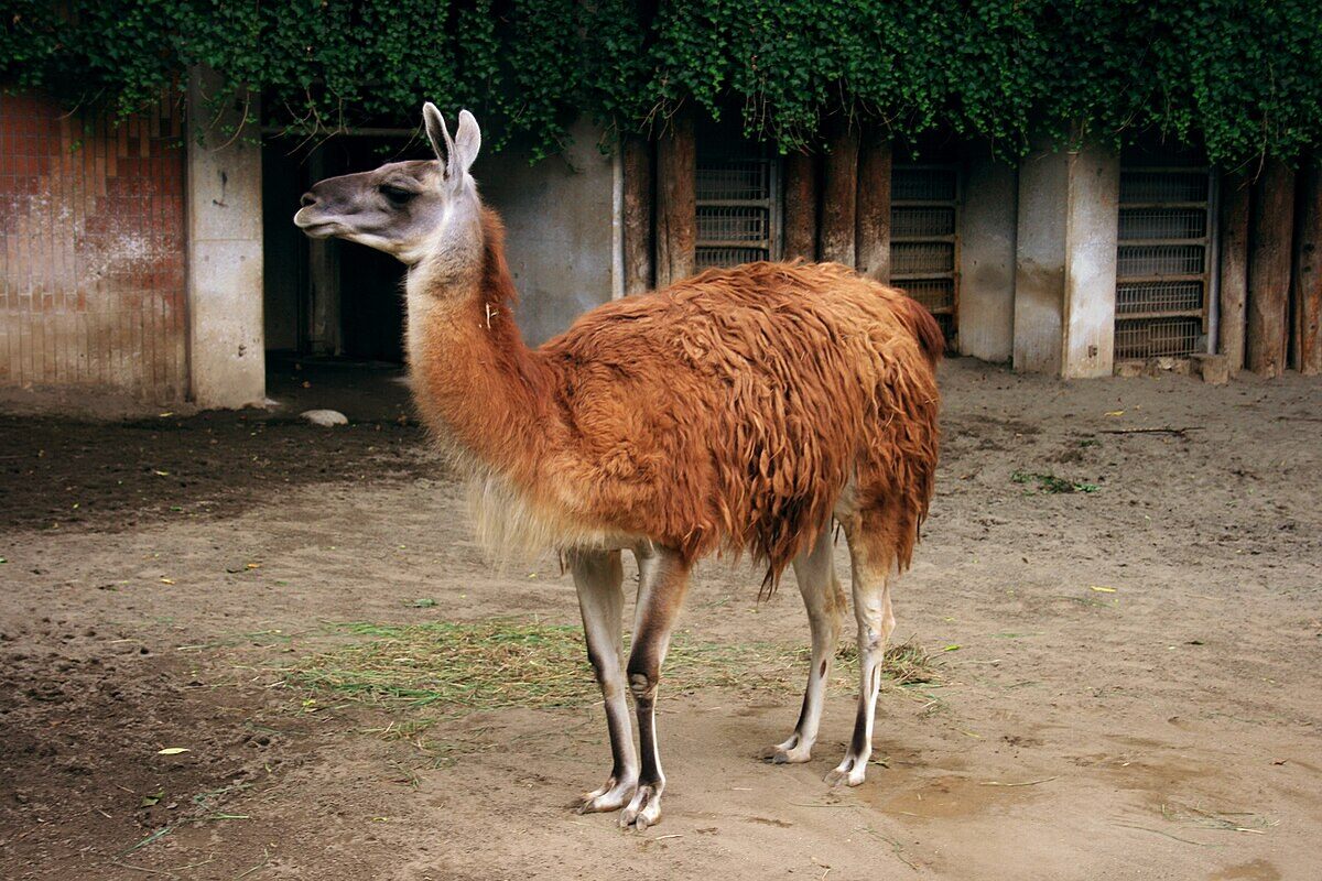 Representative image, Llama at Ueno Zoo . Photo Source: Kayo Scrocaro Hisatomi (CC BY-SA 3.0)