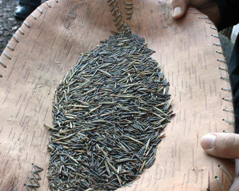 Representative Image: Wild rice, processed at the Kellogg Biological Station. Photo Source: Scot Martin (Flickr)