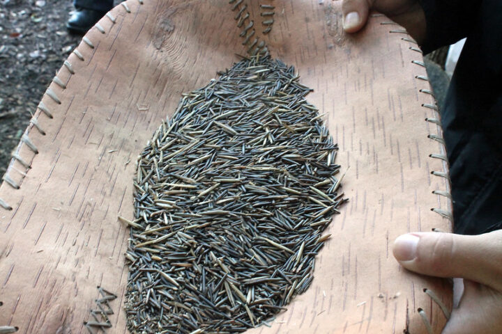 Representative Image: Wild rice, processed at the Kellogg Biological Station. Photo Source: Scot Martin (Flickr)