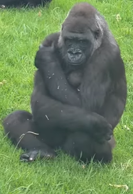 Gorilla sitting in the grass Photo Source - Zookeeper_Chad (Instagram)