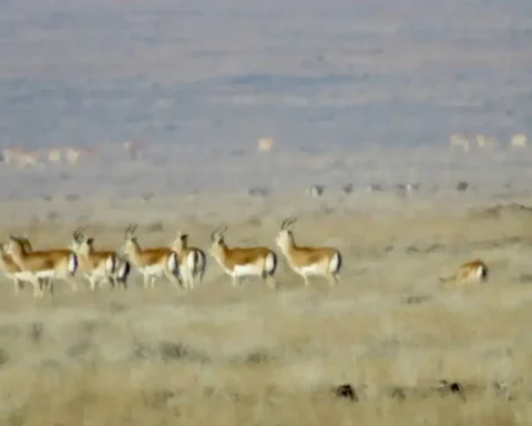 Photo credit: the Ministry of Ecology and Natural Resources of the Republic of Kazakhstan