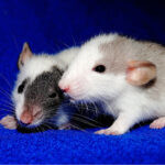 Representative Image. Two mice on blue textile. Photo Source: Pickpik