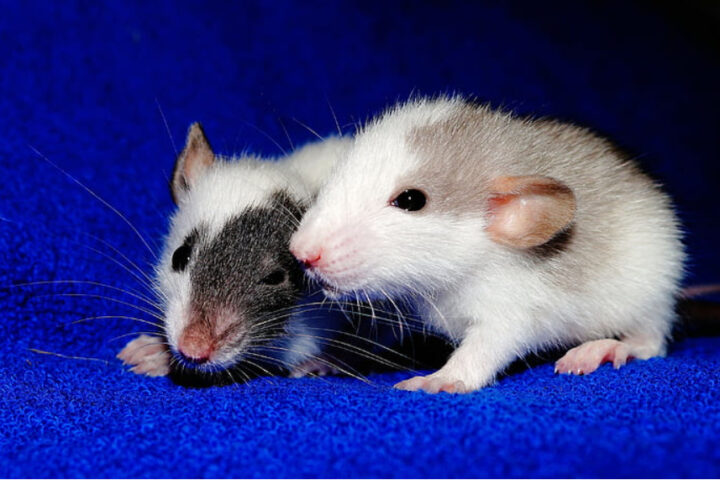 Representative Image. Two mice on blue textile. Photo Source: Pickpik