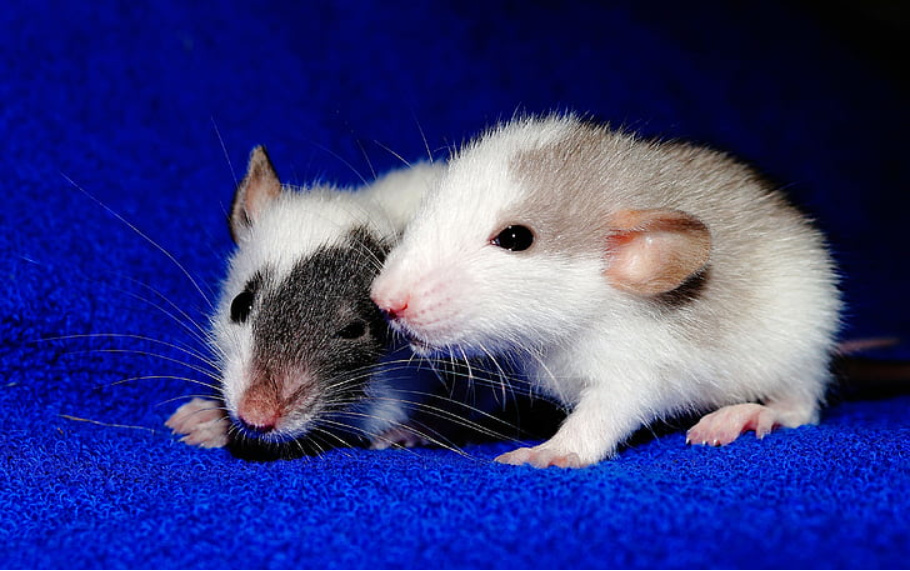 Representative image, Two mice on blue textile. Photo Source: pickpik.com