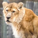 Beloved female lioness, Ajia, passed peacefully yesterday with the help of humane euthanasia. Photo Source: NEW Zoo & Adventure Park (Facebook)