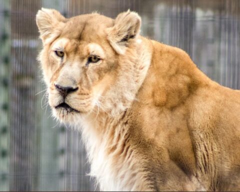 Beloved female lioness, Ajia, passed peacefully yesterday with the help of humane euthanasia. Photo Source: NEW Zoo & Adventure Park (Facebook)