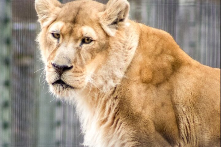 Beloved female lioness, Ajia, passed peacefully yesterday with the help of humane euthanasia. Photo Source: NEW Zoo & Adventure Park (Facebook)