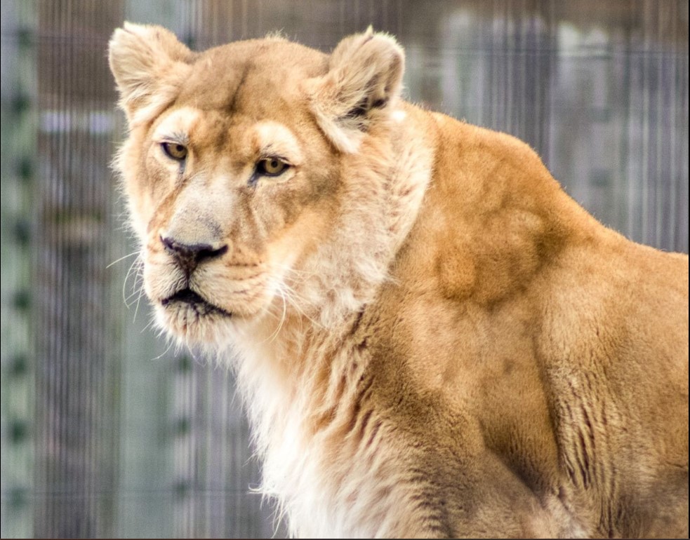 Beloved female lioness, Ajia, passed peacefully yesterday with the help of humane euthanasia. Photo Source: NEW Zoo & Adventure Park (Facebook)