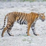 Representative Image. Tiger walking across rocky terrain. Photo Source - Ranjith Kumar (CC BY-SA 4.0)